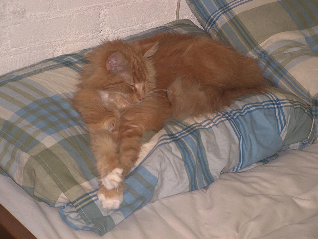 Flop en Spook  _06-04-13_18.JPG